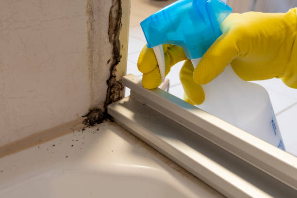 Dover, NH Mold Removal Company